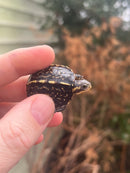 HI YELLOW Florida Box Turtle Baby