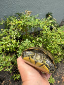 Franco-Italian Pond Turtle Adult Female