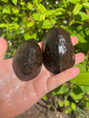 Loggerhead Musk Turtle Adult Pair