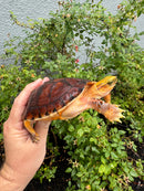 McCord's Box Turtle Adult Male