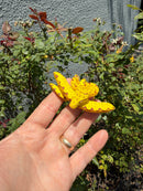 Biak Green Tree Python Yellow Neonate