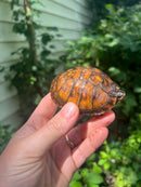 Gulf Coast Box Turtle 2021 Female