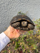 Burmese Black Mountain Tortoise Female