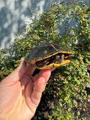 Southern Painted Turtle Adult Female