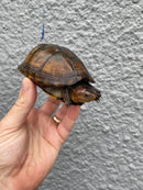 Red Cheeked Mud Turtle Adult Trio