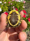 Hi Color Yellow Baby Eastern Box Turtle