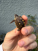 Hi Color Eastern Box Turtle Baby