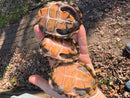 Stripe-necked Musk Turtle Adult Breeding Group 1.4  (Sternotherus peltifer)