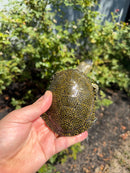 Sicilian Pond Turtle Adult Pair