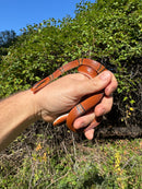 Yunnan Mountain Ratsnake Adult Pair