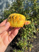 Albino Heiroglyphic River Cooter Turtle