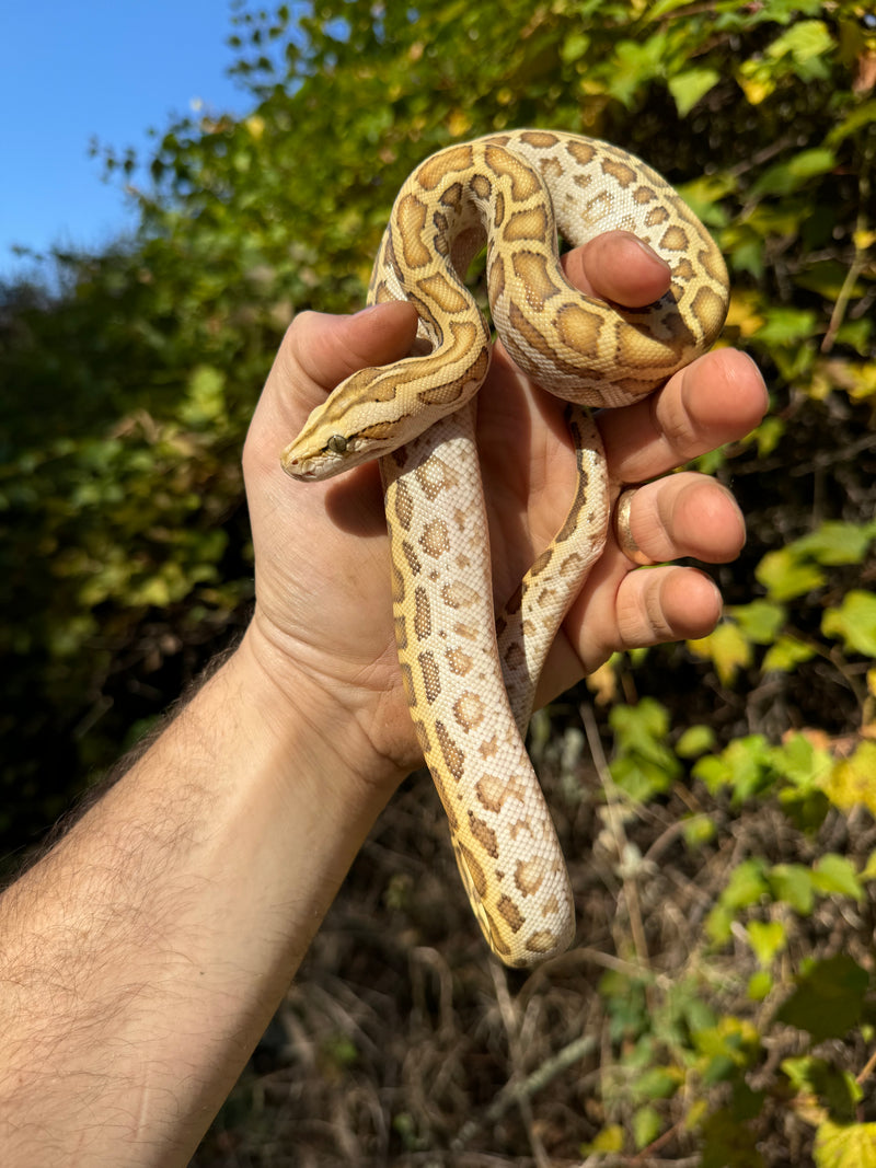 Hypo Burmese Python Male