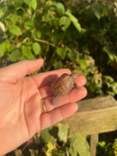Keeled Box Turtle Baby
