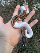Hi White Pied Ball Python Female