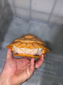 Albino Red-Eared Slider Adult Female