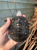 Ornate Diamondback Terrapin Female