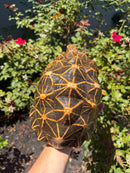 Sri Lankan Star Tortoise 2010