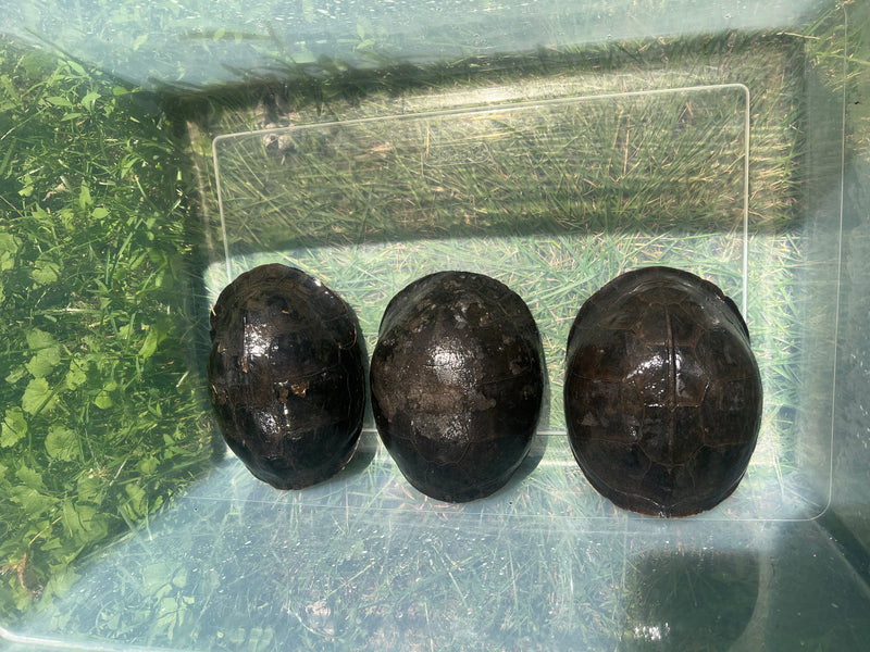 Sumatran Asian Box Turtle Adult Trio (Cuora amboinesis kamaroma)