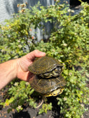 Sicilian Pond Turtle Adult Pair