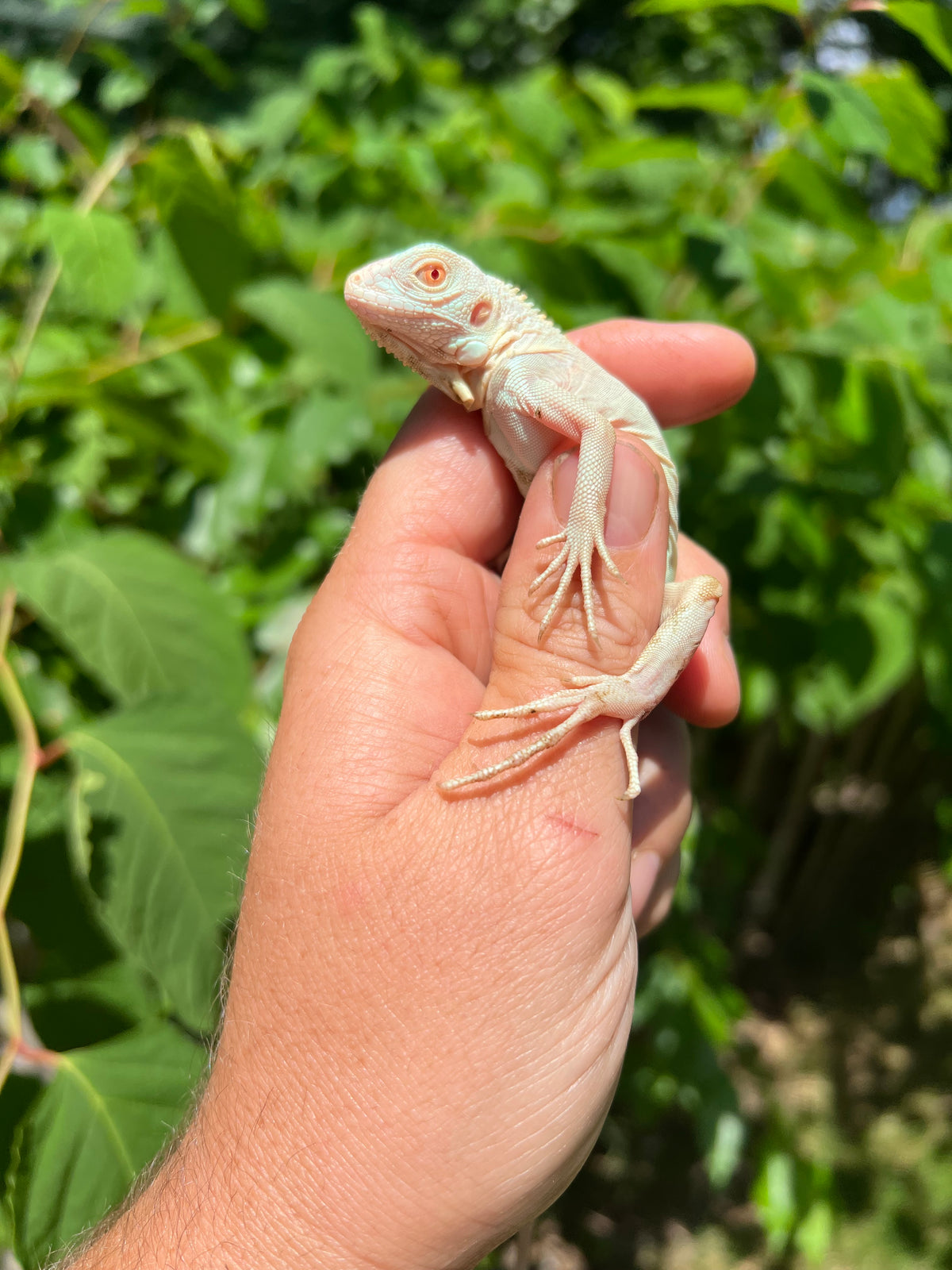 Snow Green Iguanas For Sale | American Reptile Distributors