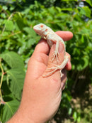 Snow Green Iguana 2024