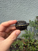 HI YELLOW Florida Box Turtle