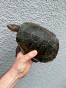Pink Bellied Snapping Turtle Adult Pair