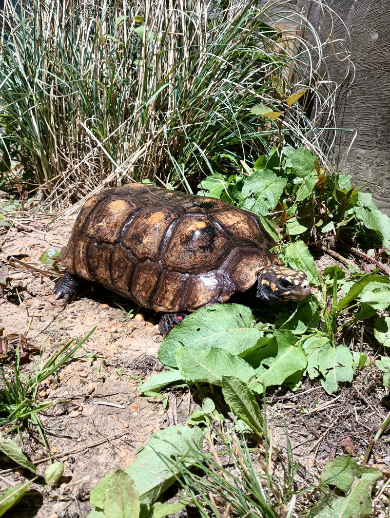 Suriname Red Foot Tortoise Adult Pair 7 XXL (Chelonoidis carbonaria)