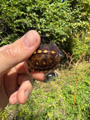 Hi Color Orange Baby Eastern Box Turtle
