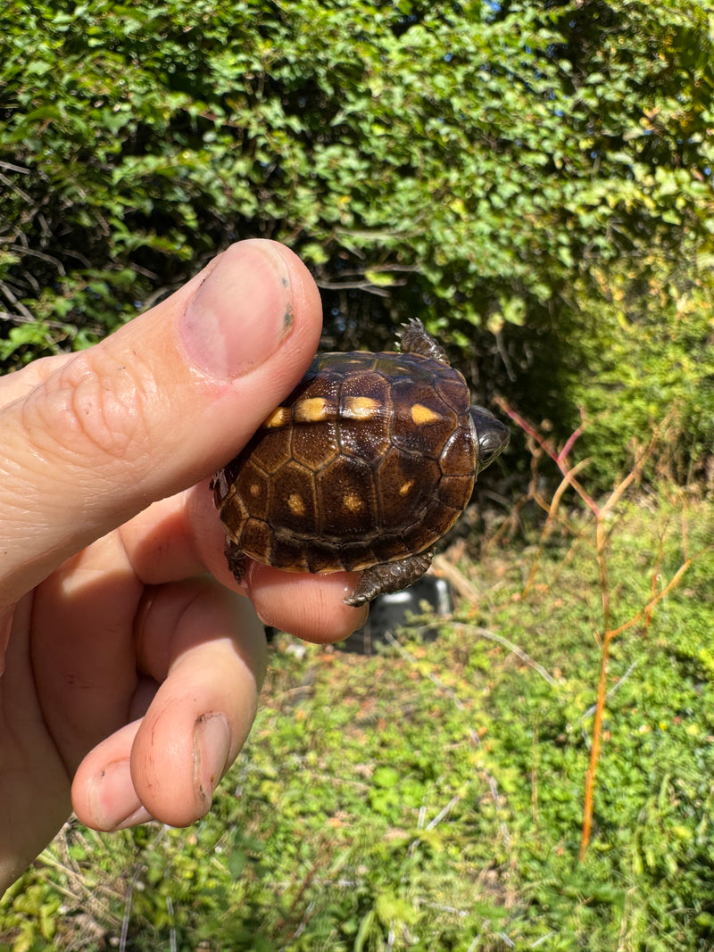 Hi Color Orange Baby Eastern Box Turtle