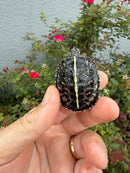 HI YELLOW Florida Box Turtle
