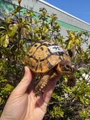 Libyan Greek Tortoise Adult Male