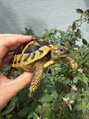 Eastern Hermann's Tortoise Adult Female