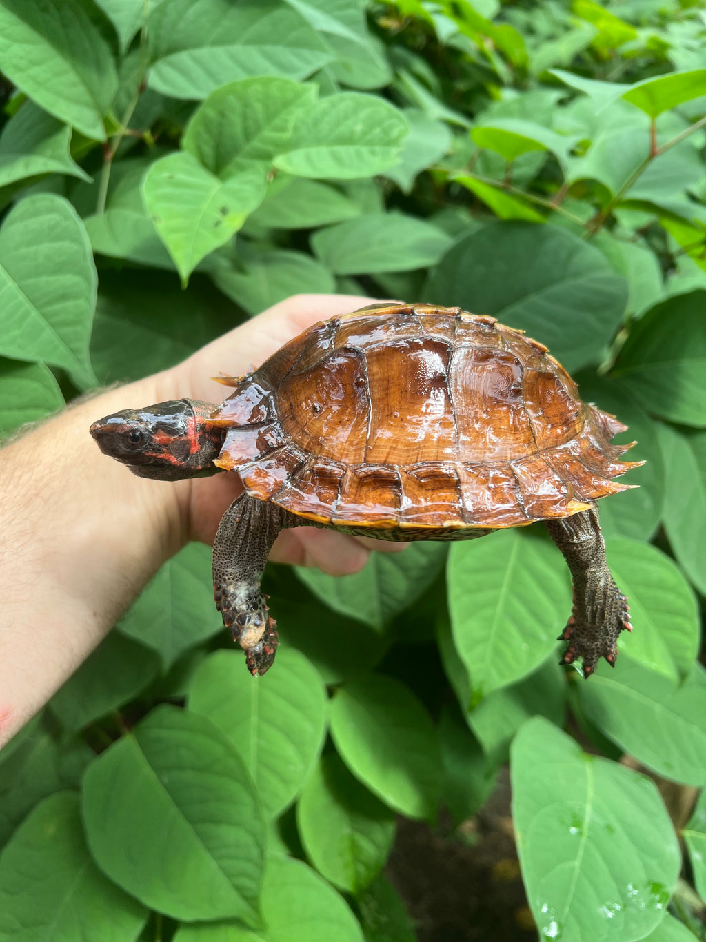 Spiny Hill Turtles For Sale | American Reptile Distributors