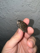 Hi White Concentric Diamondback Terrapin 2024