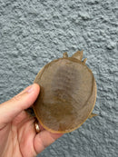Smooth Softshell Turtle Baby Female