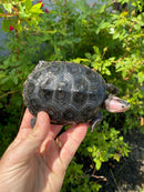 Ornate Diamondback Terrapin Male