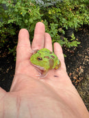 Mutant  Pacman Frog