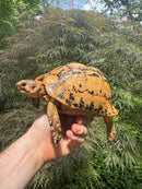 Libyan Greek Tortoise Adult Female