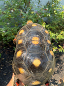 Red Foot Tortoise Adult Male