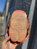 Super Red Northern Red Bellied Turtle Adult Female