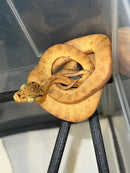 Amazon Tree Boa Baby 2023 CB
