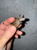 Hi White Concentric Diamondback Terrapin 2024