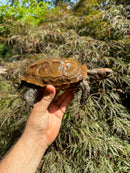 Keeled Box Turtle Adult Female (Cuora mouhotii mouhotii)