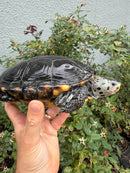 Adult Mississippi Diamondback Terrapin Female