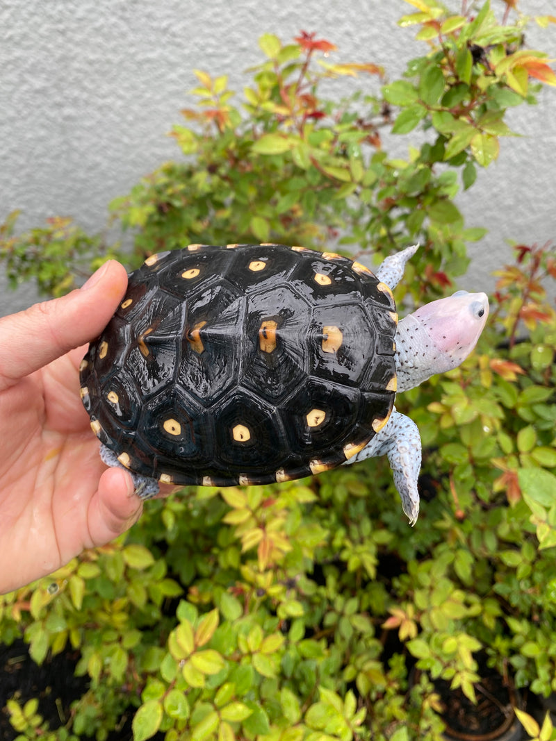 Turtles For Sale | Buy Rare Turtles Online | American Reptile
