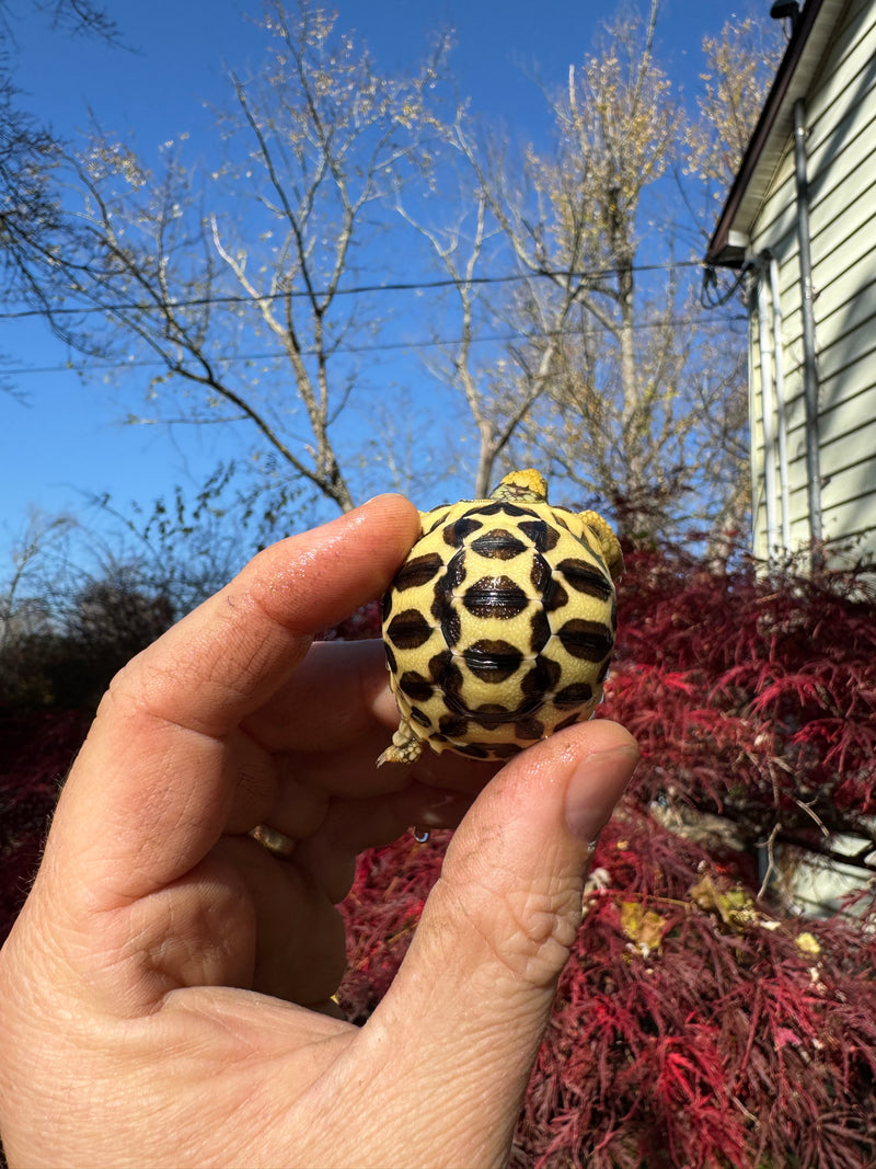 Sri Lankan Star Tortoise 2025