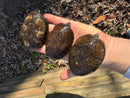 Stripe-necked Musk Turtle Adult Breeding Group 1.4  (Sternotherus peltifer)