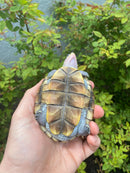 Ornate Diamondback Terrapin Male