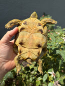 Eastern Hermann's Tortoise Adult Female